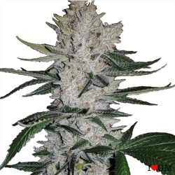 ilovegrowingmarijuana.com-gorilla-glue-4-marijuana-seeds-fem